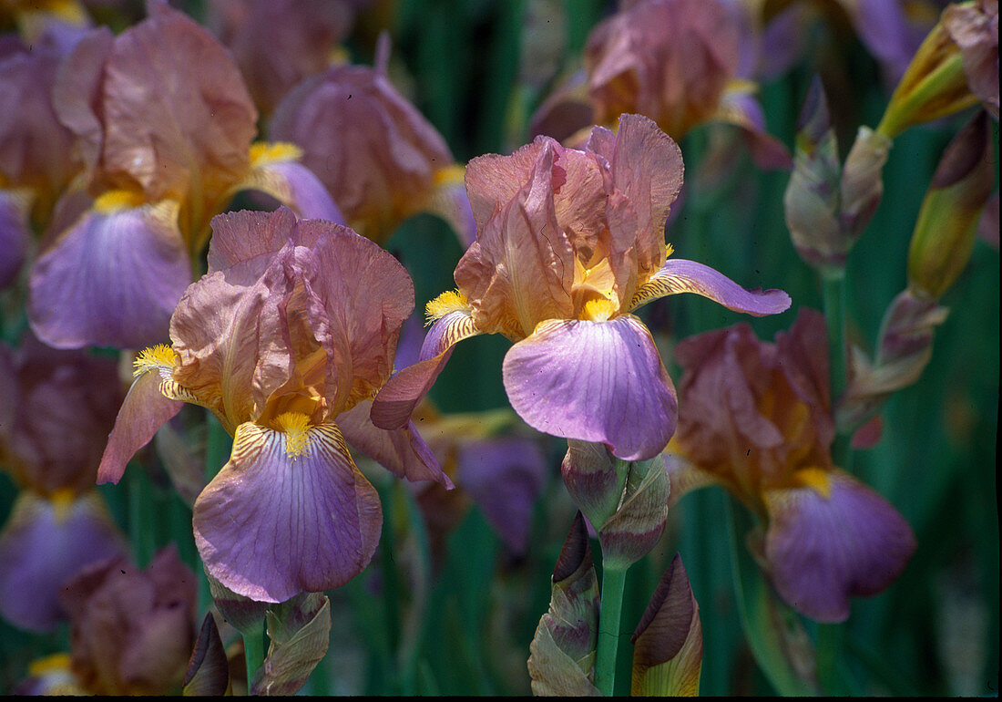 Iris Barbata Elatior 'Coppelia' (Iris)