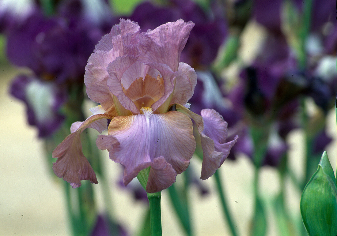 Iris Barbata 'May Delight' (Iris)