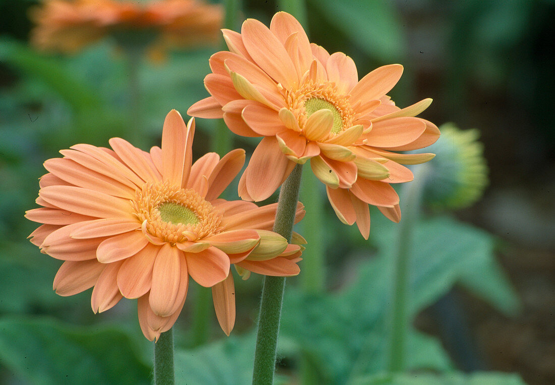 Gerbera 'Fellini'