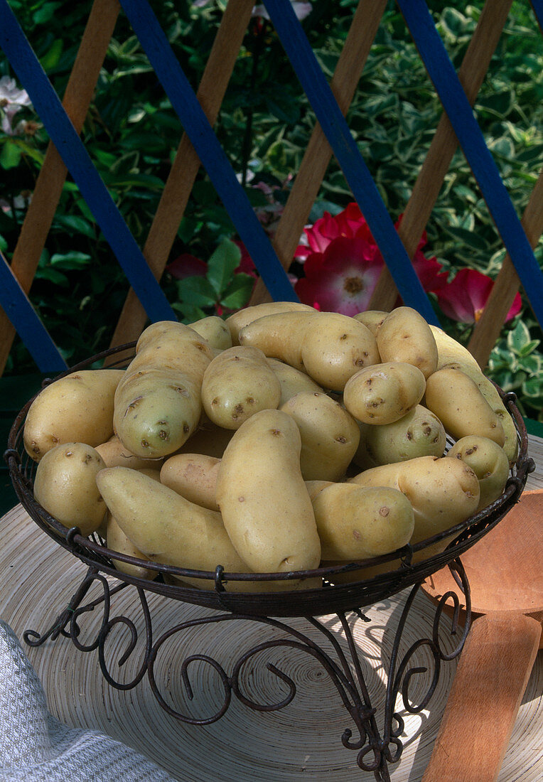 Potatoes (Solanum tuberosum) in basket tray on the table