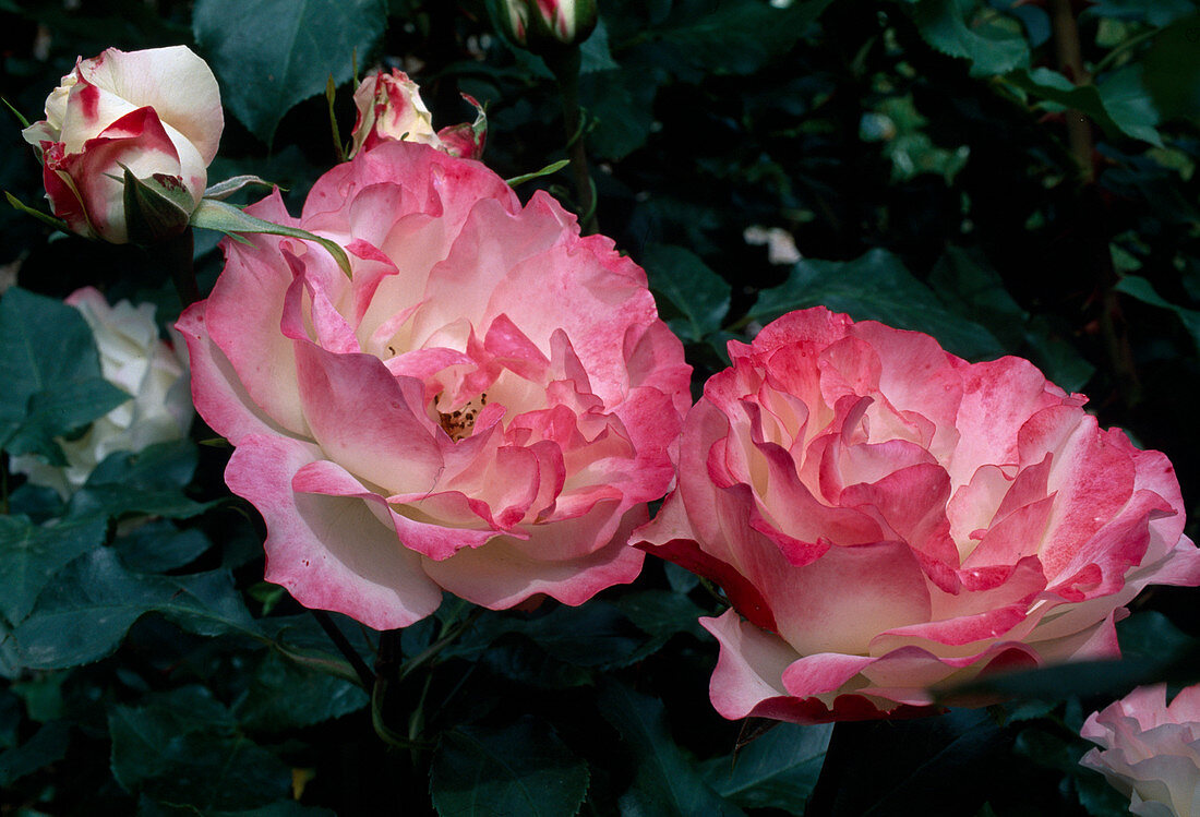 Rosa 'Carmagnole' Strauchrose, öfterblühend, leichter Duft