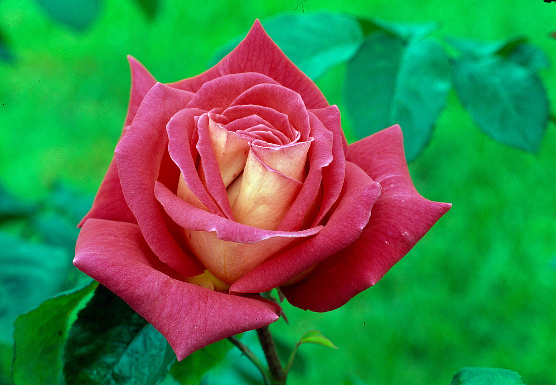 Rosa 'Fernand Point' - Painter's Rose v. Delbard Tea hybrid, repeat flowering