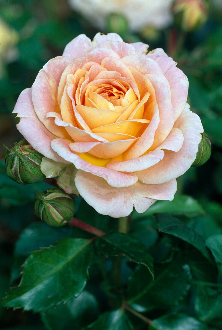 Rosa 'Concerto' - shrub rose, double flowering, light fragrance