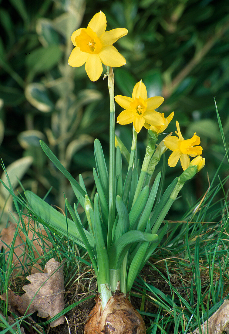 Narcissus 'Tête-à-Tête' (Narzissen, Zwiebel ist sichtbar)