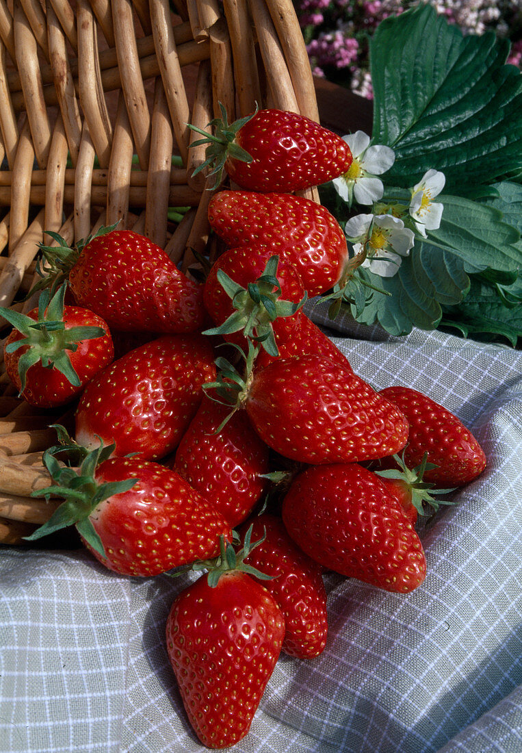 Strawberries 'Gariguette' (Fragaria)