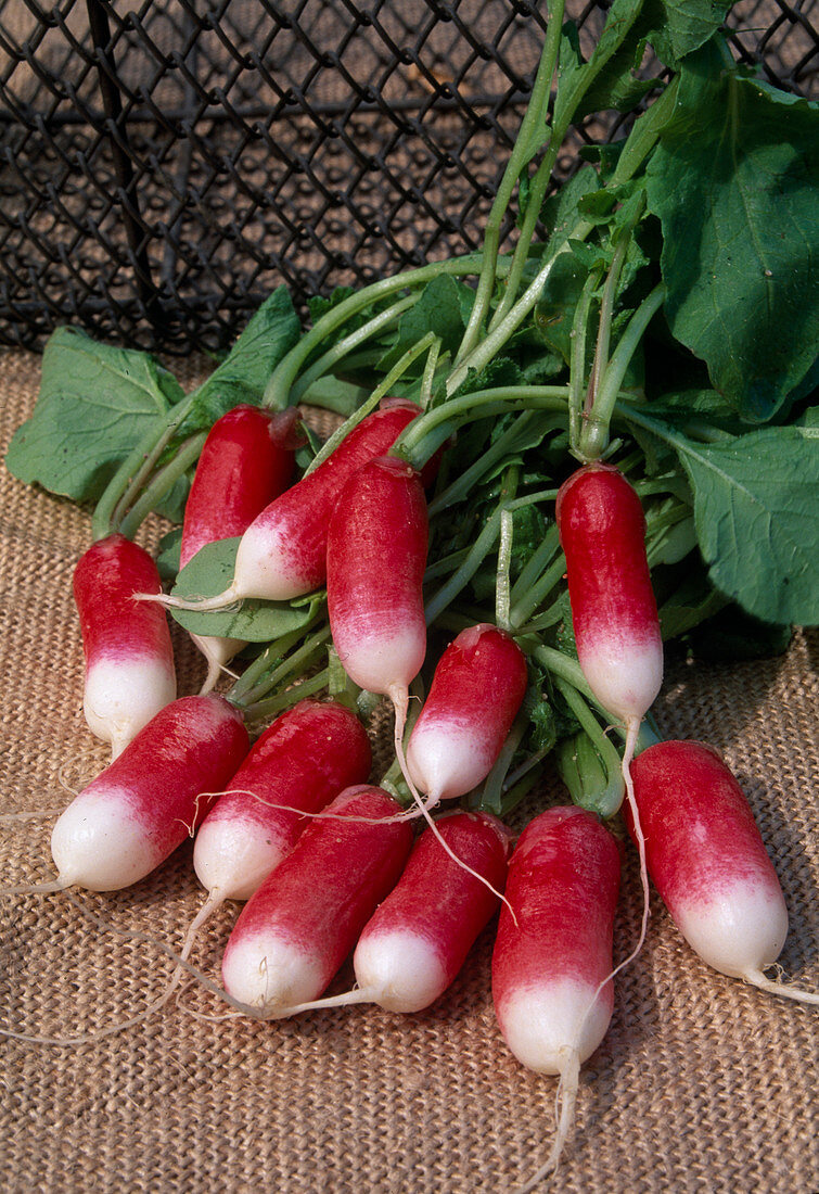 Radieschen 'French Breakfast' (Raphanus sativus), rot-weiss, länglich