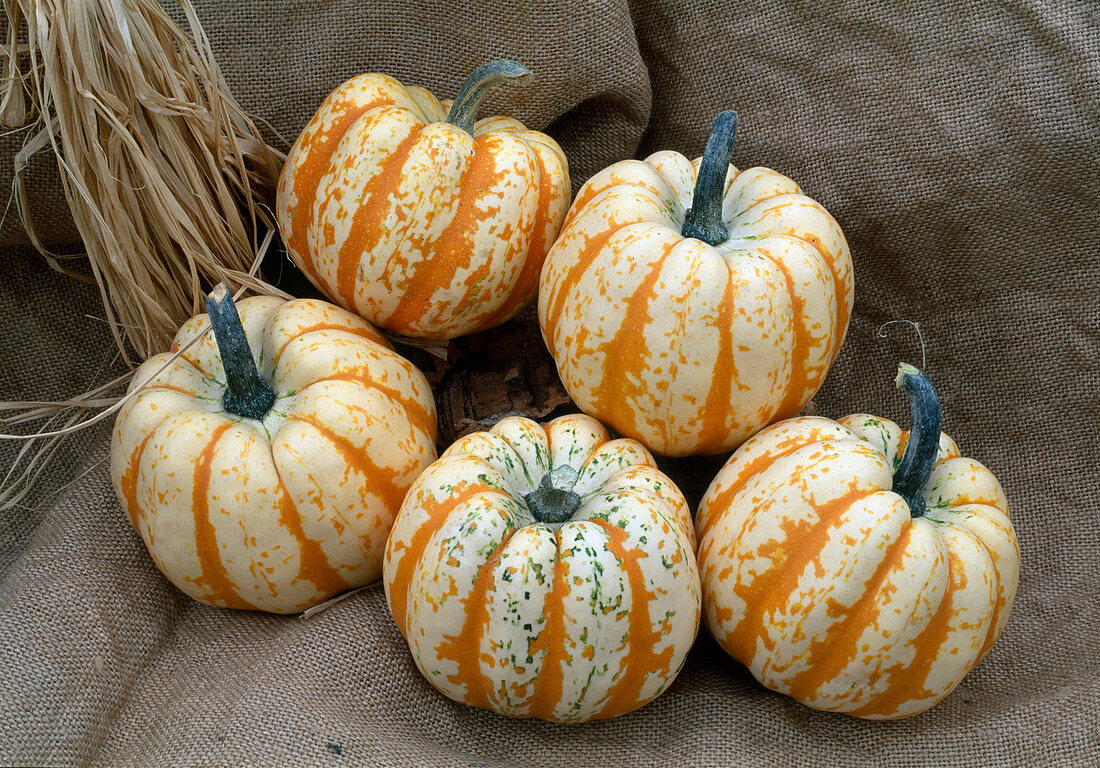 Cucurbita spp. 'Patidou festival' (garden squash, edible squash)