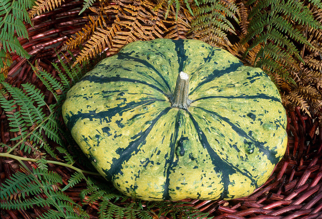 Cucurbita pepo 'Patisson Collection' (Gartenkürbis), Squash