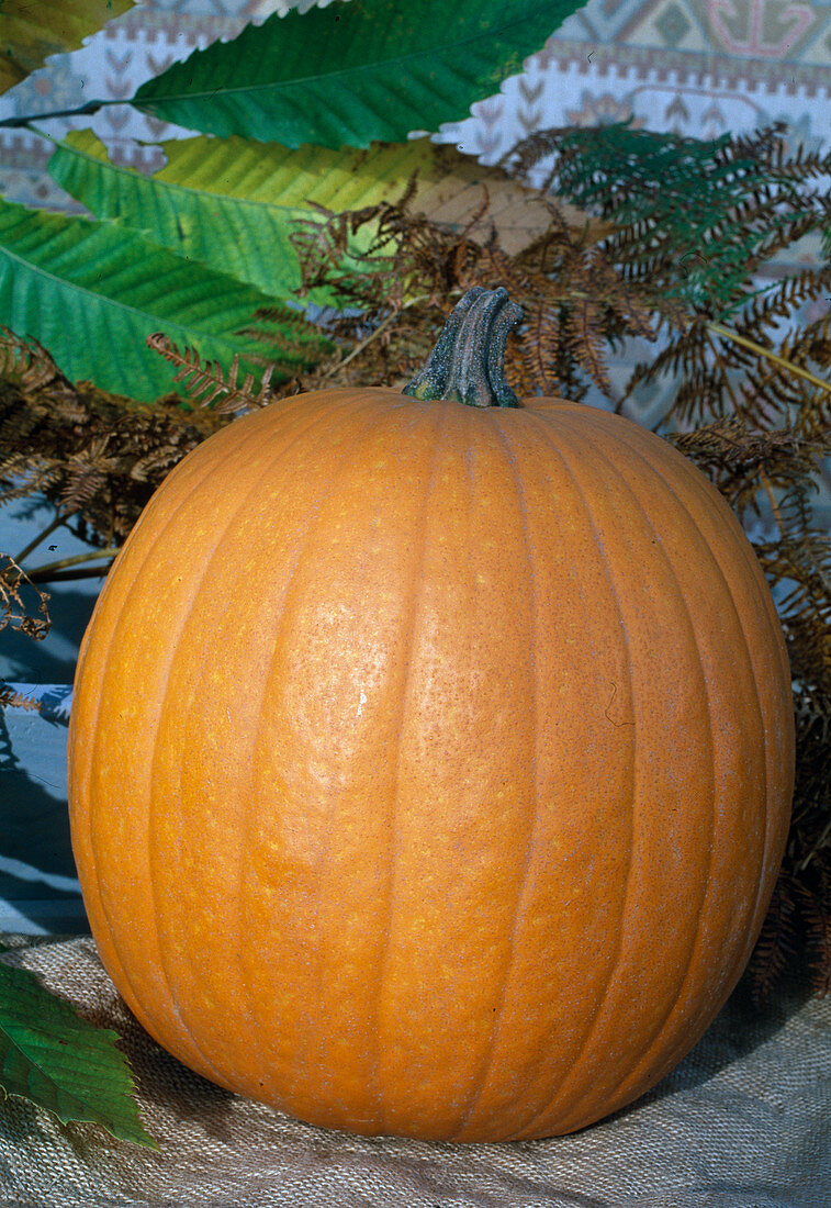 Cucurbita pepo 'Jack O'Lantern' (Gartenkürbis) zum schnitzen für Halloween
