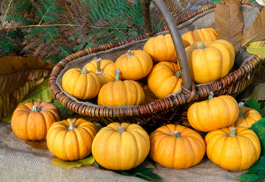 Cucurbita pepo 'Jack Be Little' (Gartenkürbis)