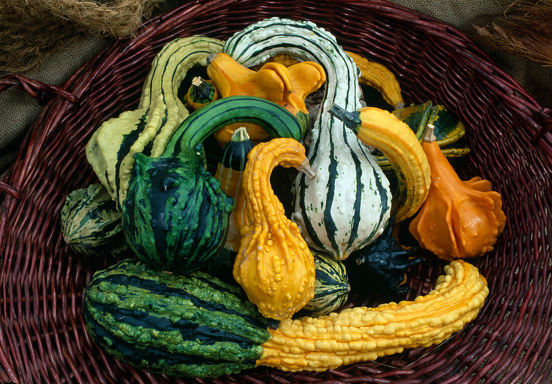 Cucurbita spp. 'Indian Mix' (ornamental pumpkins) in basket