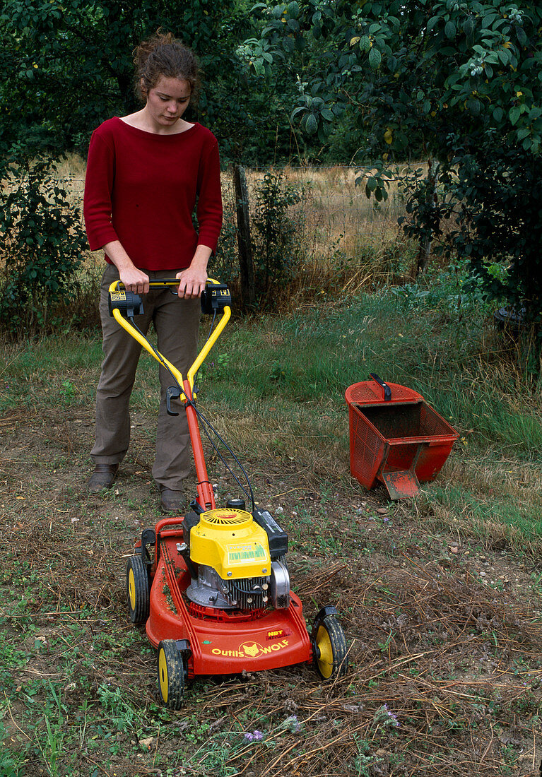 Cut and incorporate green manure 4th step: Chop cut and dried Phacelia with lawn mower (4/5)