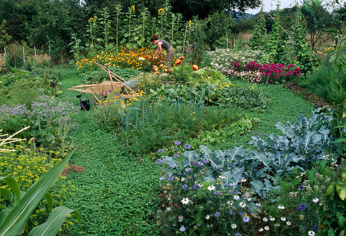 Gemüsegarten - Nigella (Jungfer im Grünen), Brokkoli (Brassica), Möhren, Karotten (Daucus carota), Porree, Lauch (Allium porrum), Holzschubkarre mit Gartengeräten, Frau schneidet Cosmos (Schmuckkörbchen), Helianthus (Sonnenblumen)