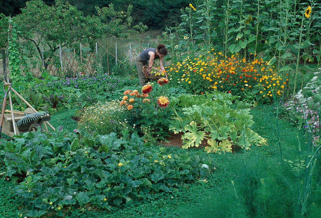 Cut flowers for bouquet, Cosmos (Jewel Basket), Dahlia (Dahlias), courgette and pumpkin (Cucurbita), beetroot (Beta vulgaris), wheelbarrow with gardening tools