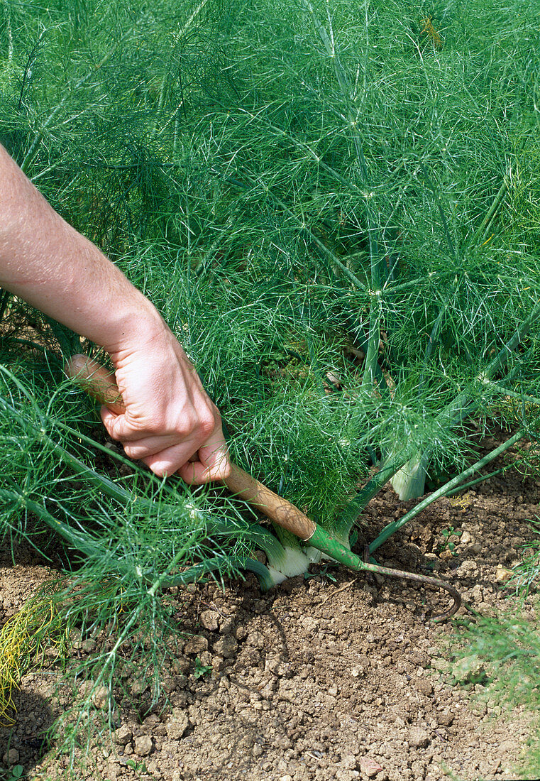 Loosen soil with small garden claw, fennel (Foeniculum)