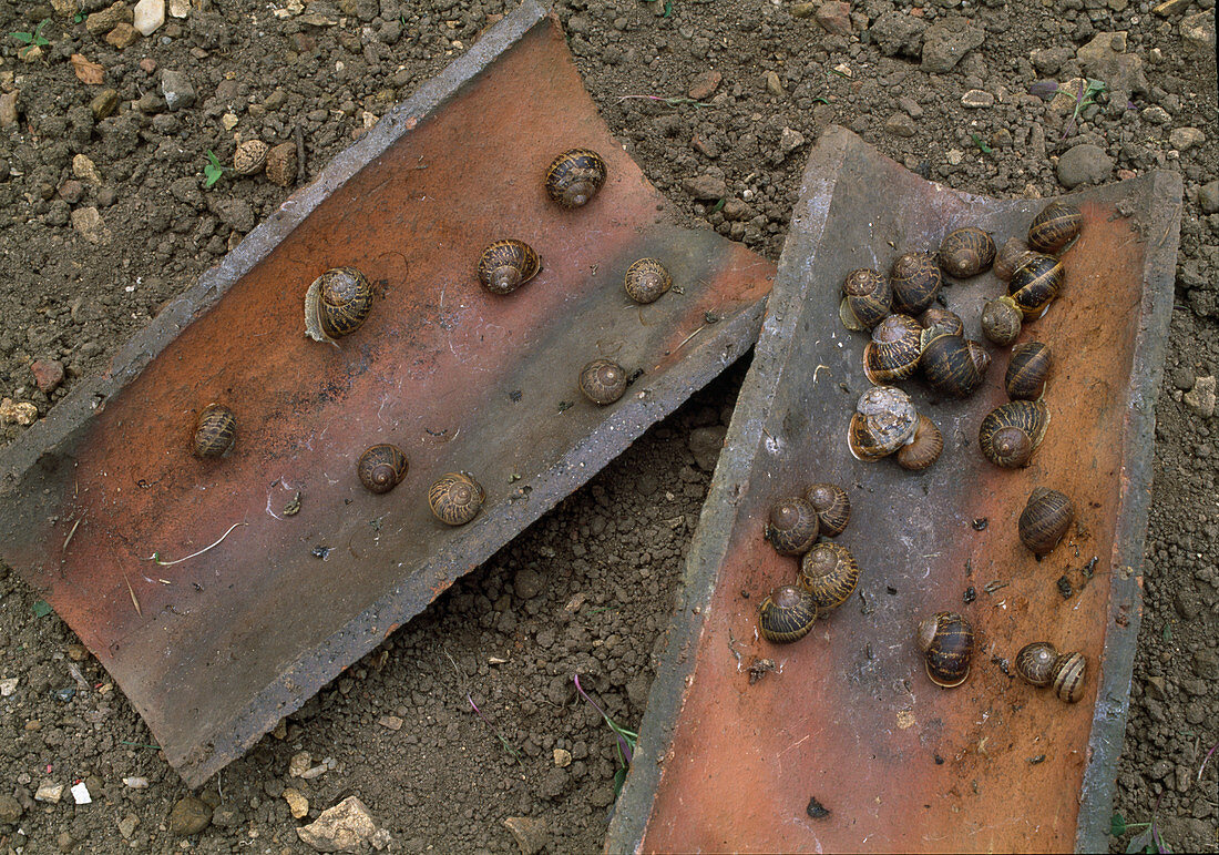 Biological pest control, attract slugs under roof tiles, then collect them