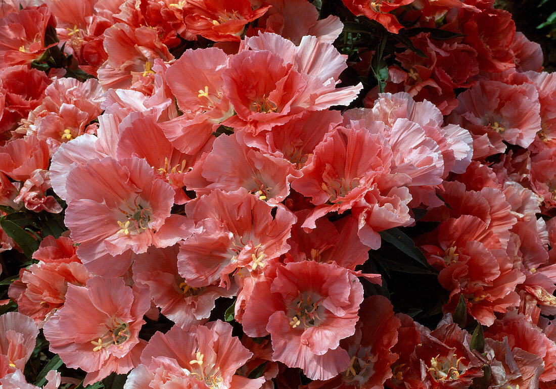 Godetia amoena 'Aurora' (Atlasblume), Sommerazalee