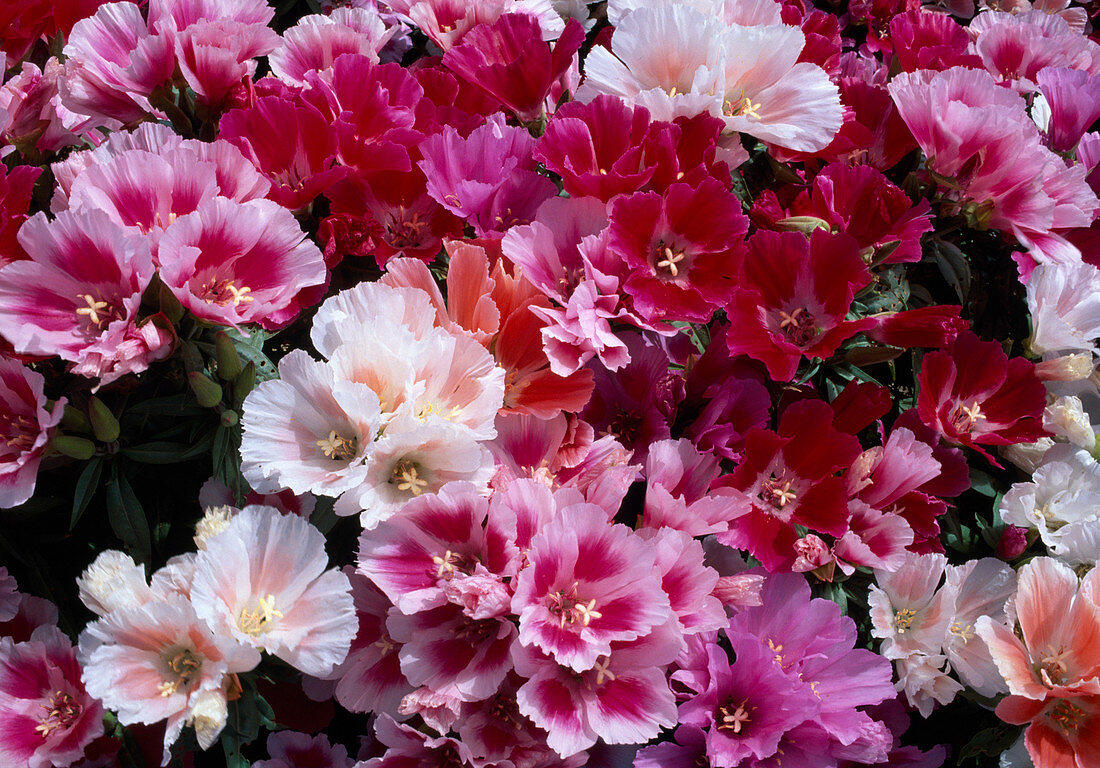 Godetia amoena F1 'Grace' (godetia, Summer Azalea)