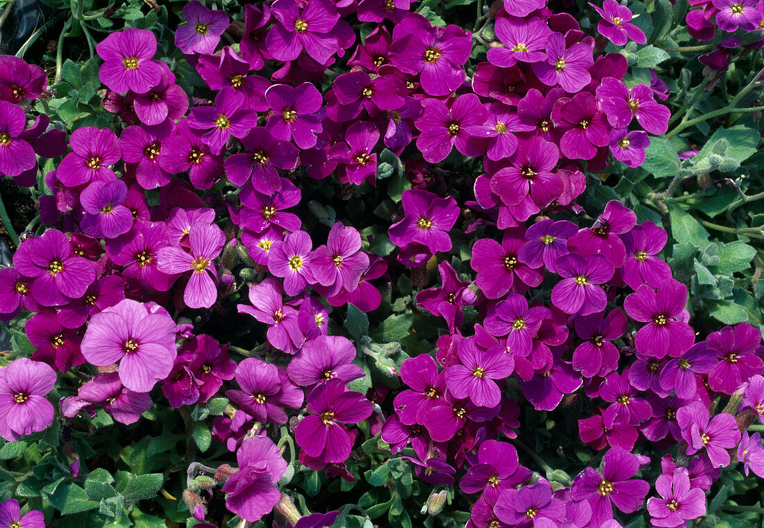 Aubrieta 'Superblau' (Blue Cushion)