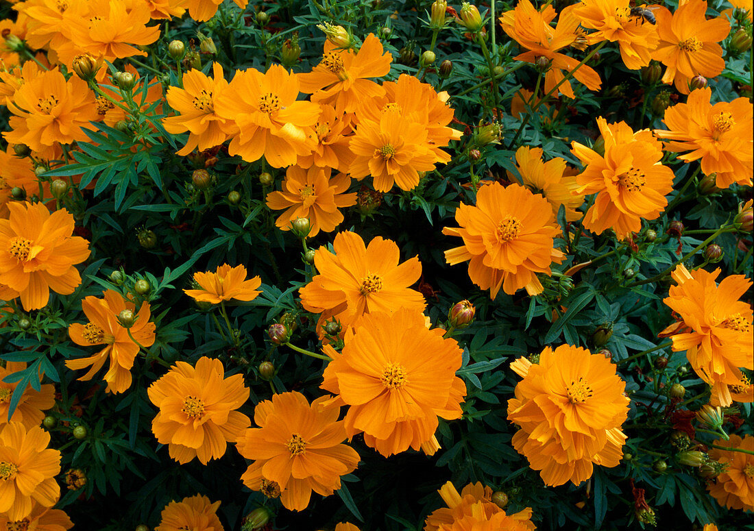 Cosmos sulphureus 'Cosmic Orange' (Jewel Basket)