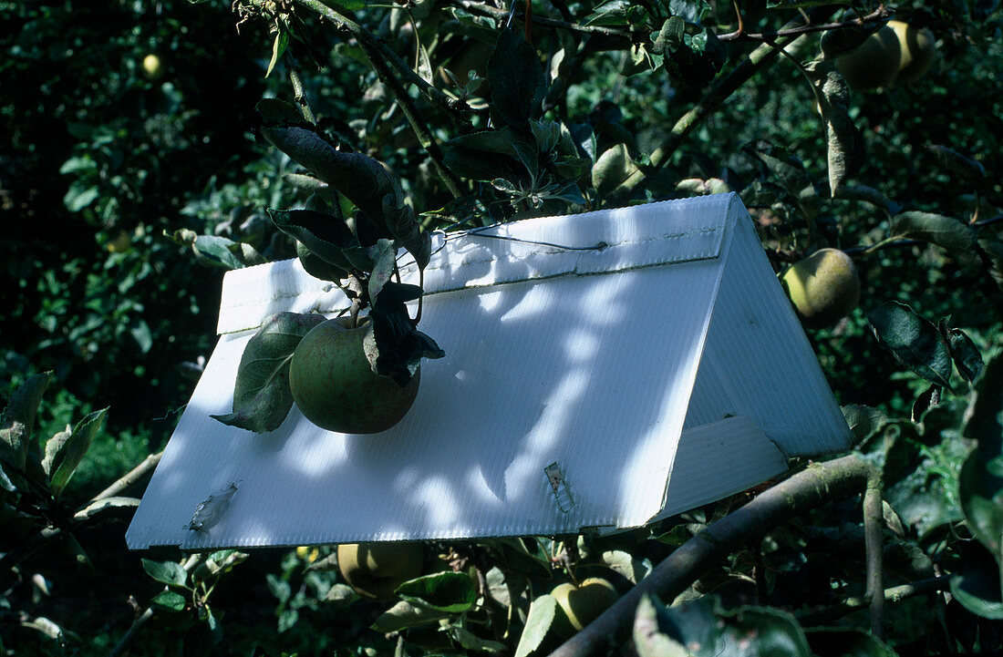 Pheromone trap against codling moth