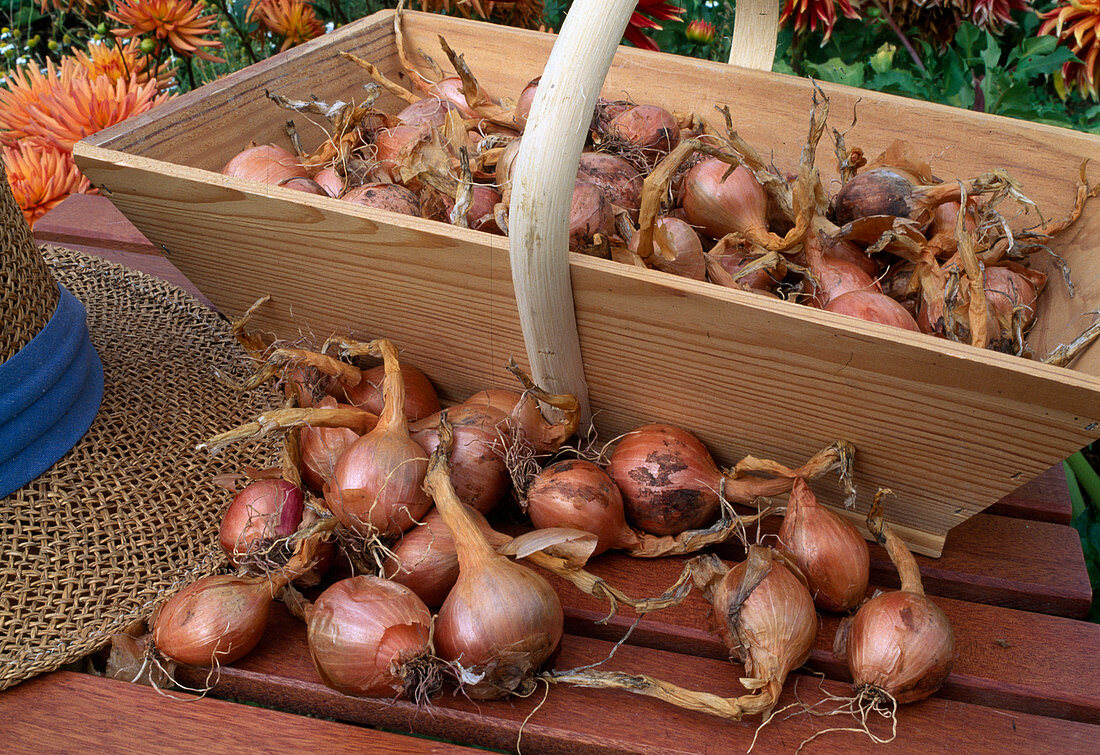 Allium ascalonicum 'Mikor' (Kitchen onion, shallot)