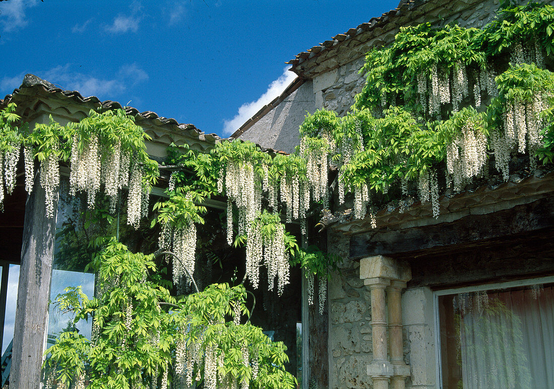 Wisteria floribunda (Alba) - Japanese Blue Vine