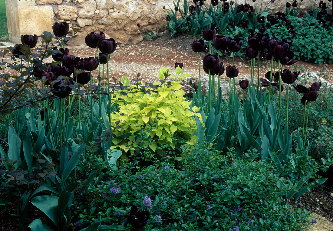 Tulipa 'Queen of Night' (Tulpen), Ceanothus (Säckelblume)