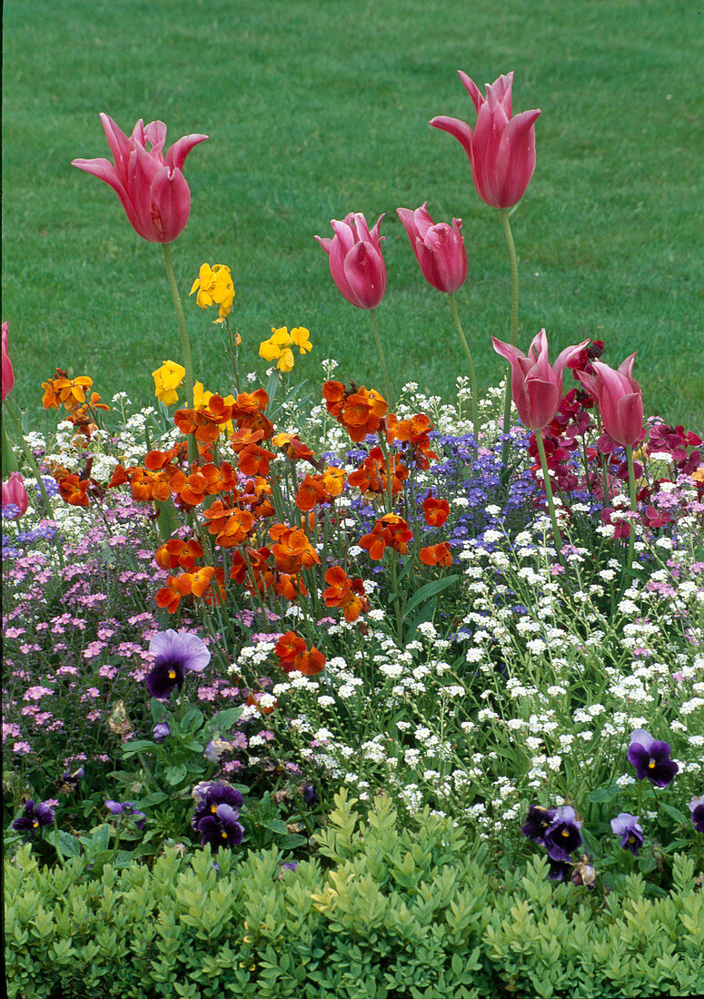 Tulipa (tulips), Myosotis (forget-me-not), Erysimum cheiri (golden varnish)
