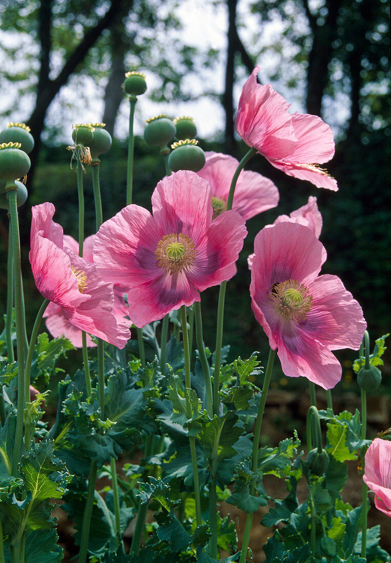 Papaver somniferum (opium poppy)