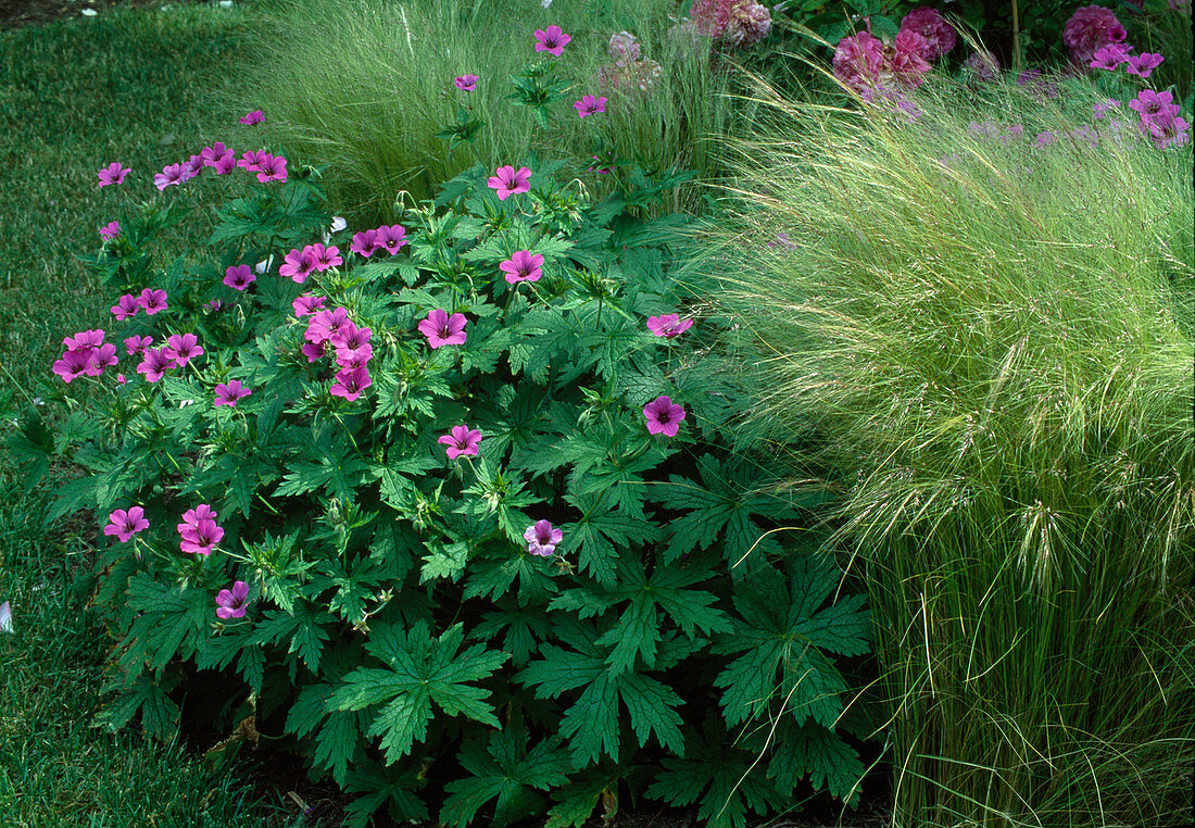 Geranium psilostemon Hybride 'Patricia' (Storchschnabel), Stipa tenacissima (Pfriemengras)