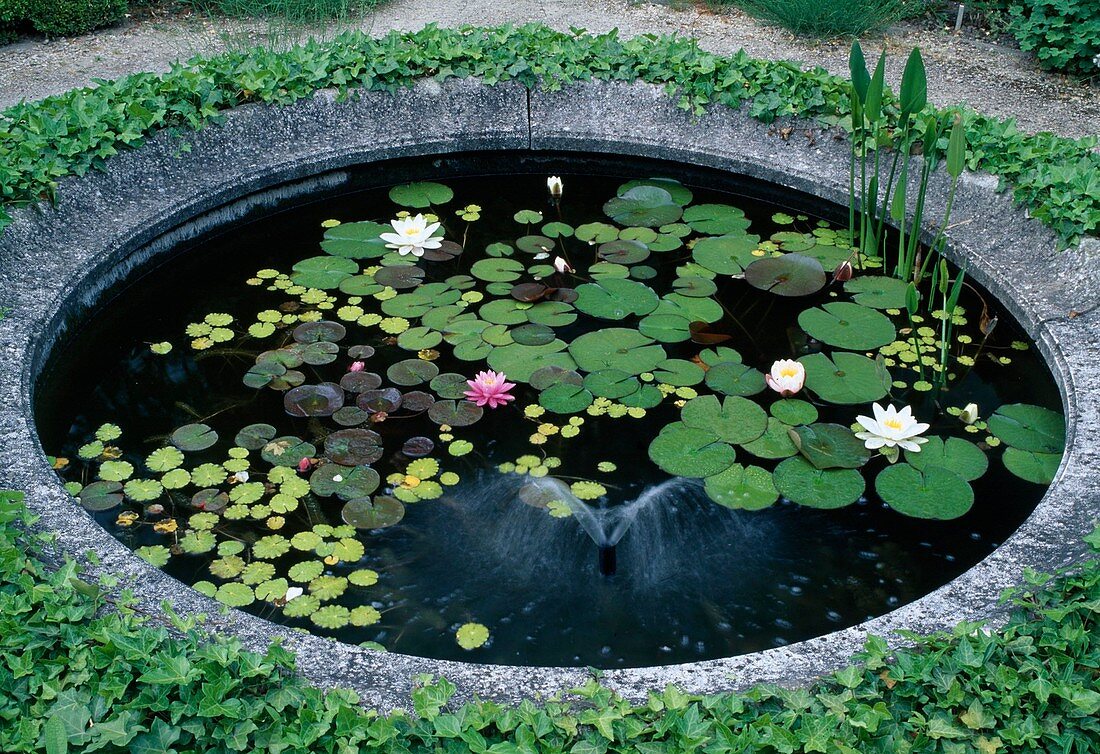 Kleiner gemauerter Teich mit Nymphaea … – Bild kaufen – 12128021 ❘  Gartenbildagentur Friedrich Strauss