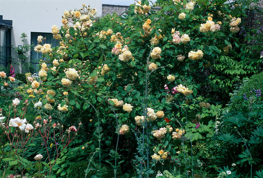 Rosa 'Buff Beauty' Moschata Hybr., Strauchrose, öfterblühend, duftend