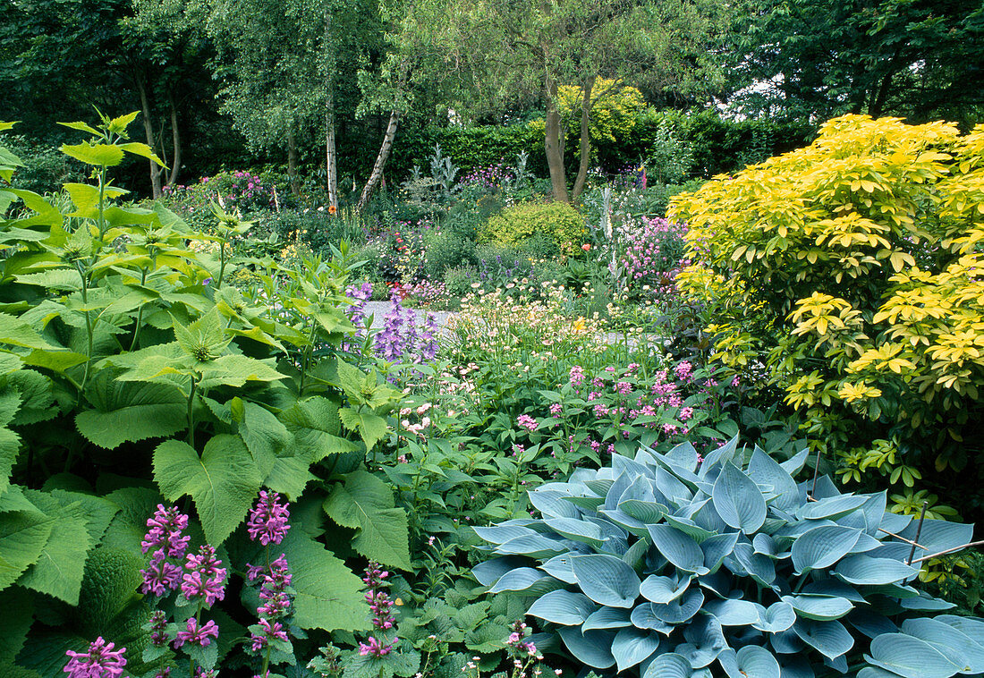 Choisya ternata 'Sundance' (Mexican orange flower), Hosta 'Halcyon' (hosta), Stachys grandiflora 'Superba' (cistus), Inula Alant