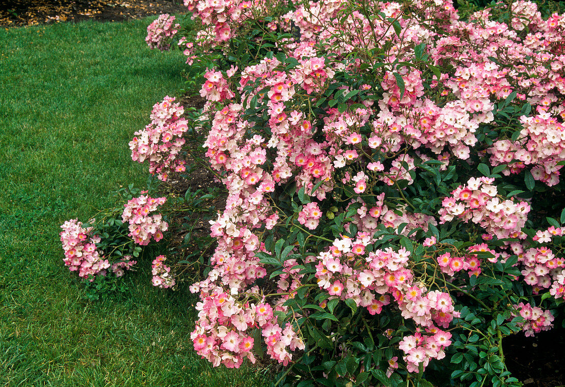 Rosa moschata 'Ballerina' shrub rose, repeat flowering, hardly fragrant