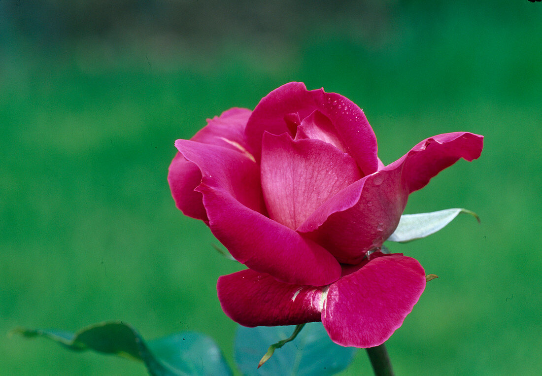 Rosa 'Baronne Edmond de Rothschild' Tea hybrid, repeat flowering, strongly scented