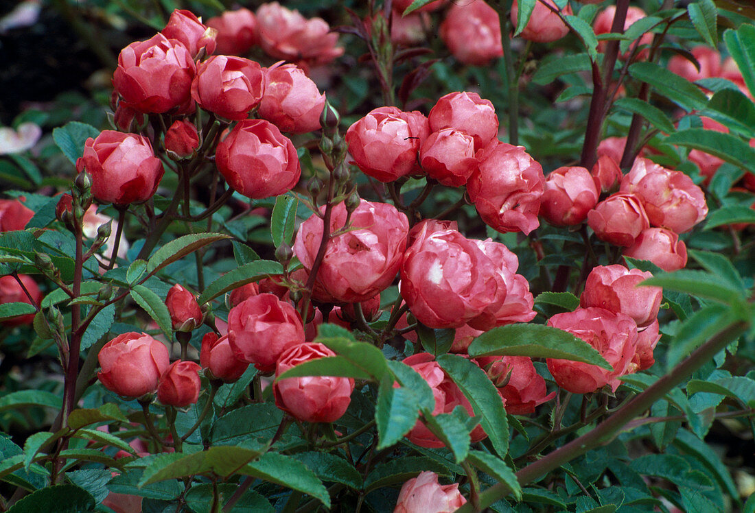 Rosa 'Margo Koster' Polyantha rose, repeat flowering, robust