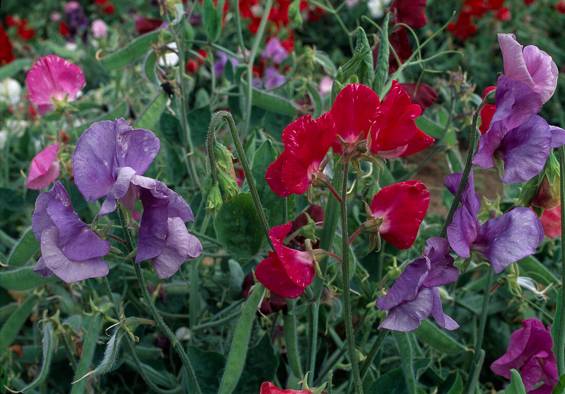 Lathyrus odoratus 'Knee-Hi' (sweetpea)