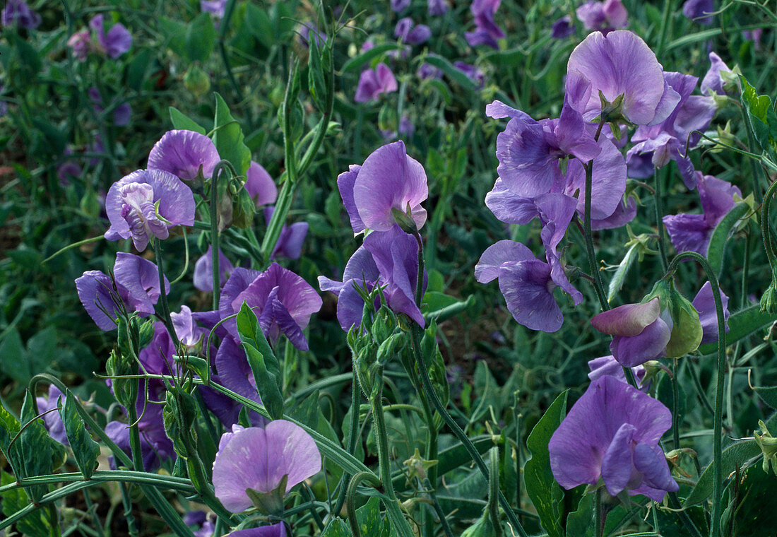 Lathyrus odoratus spencer 'Noel Sutton' (sweet pea)