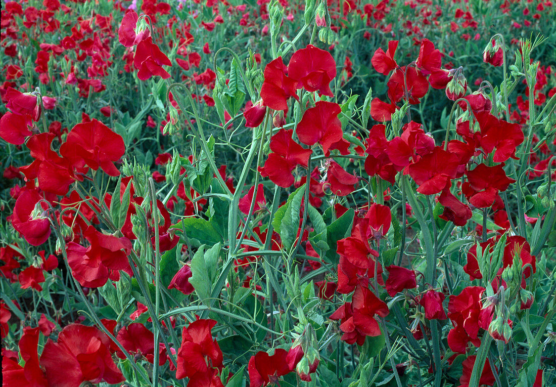 Lathyrus odoratus spencer 'Winston Churchill' (Duftwicke)