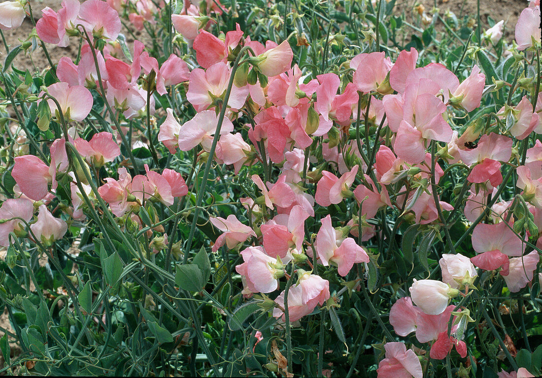 Lathyrus odoratus 'Elegance Salmon Cream Pink' (Sweet Pea)