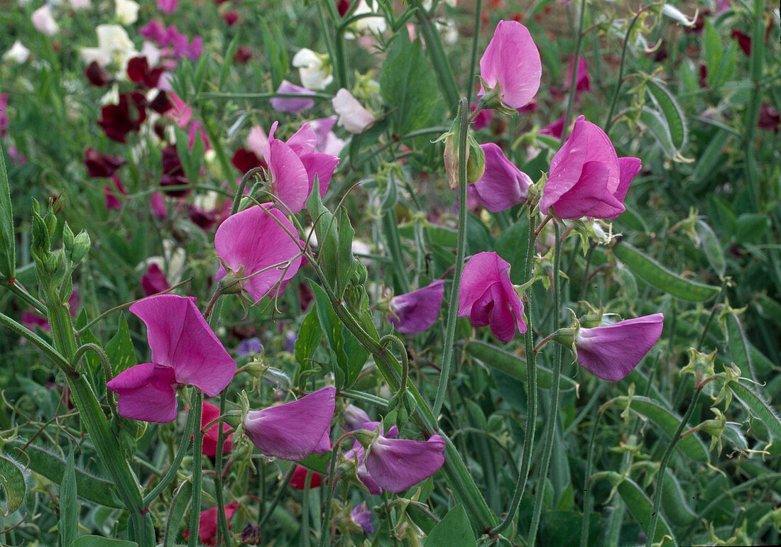 Lathyrus odoratus 'Cupidon' / Duftwicke