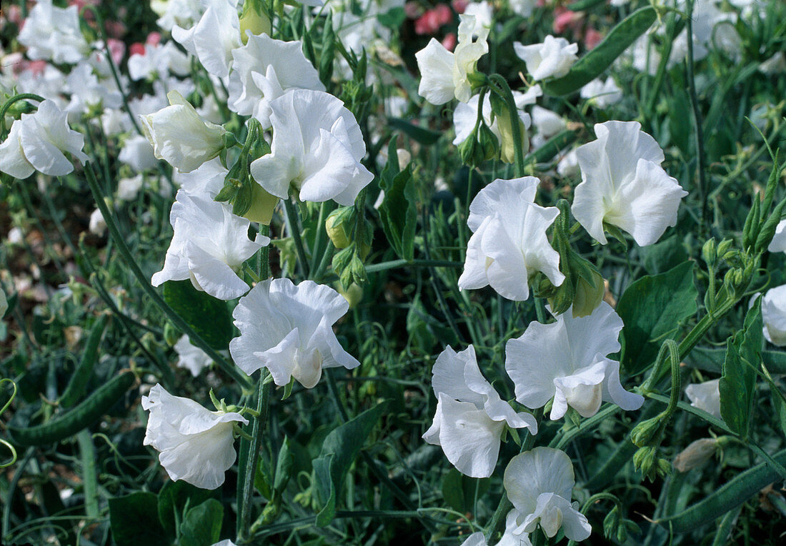 Lathyrus odoratus mammouth 'White' (sweet pea)