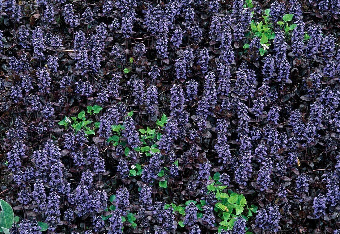 Ajuga reptans (Creeping bugle)