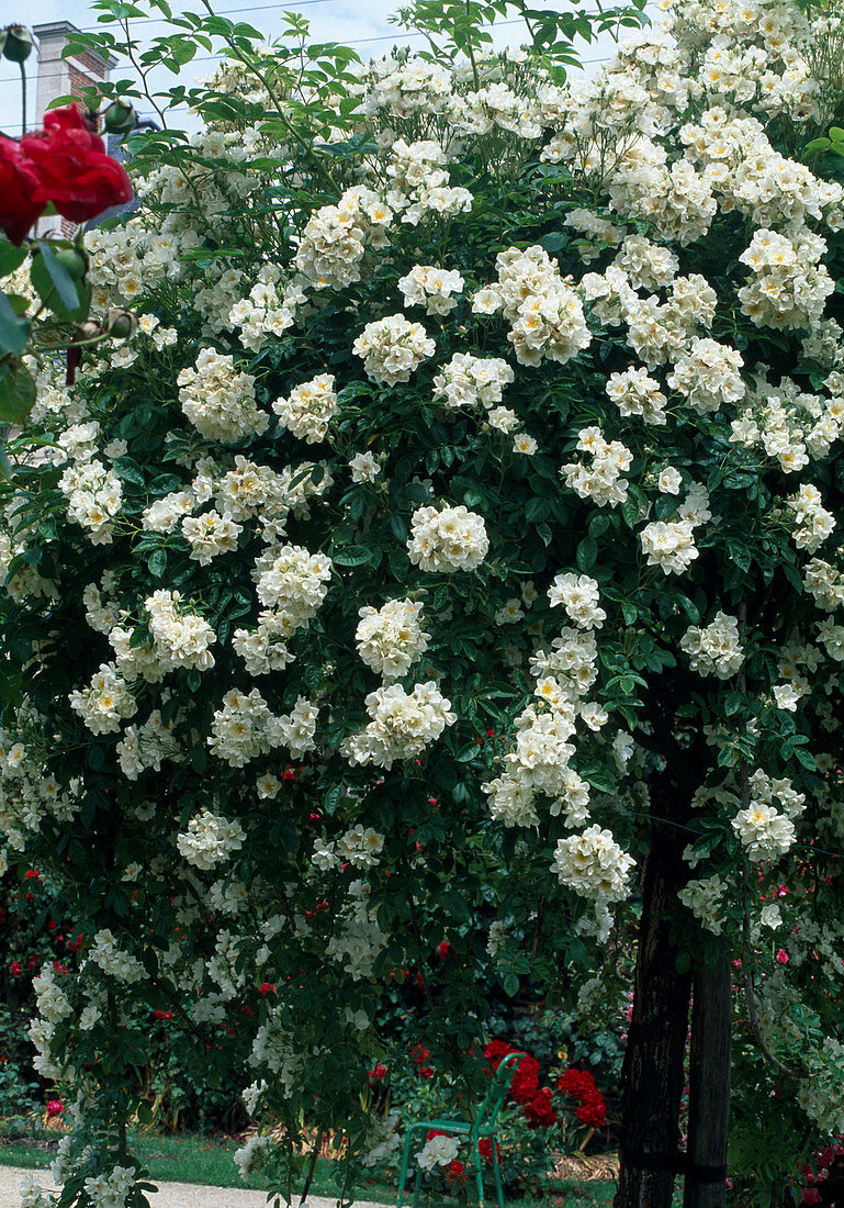 Rosa multiflora 'Thalia' syn. 'White Rambler' Climbing rose, rambler rose, single-flowered, good fragrance, almost thornless
