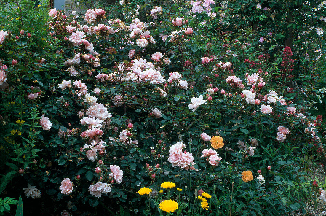 Rosa 'Albertine 'Climbing rose, Wichuriana hyb., intense fragrance, single flowering