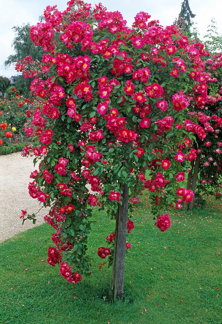 Rosa 'American Pillar' climbing rose, rambler rose, single flowering, hardly fragrant, on trunk