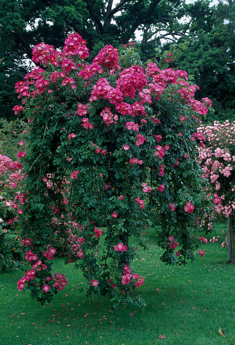 Rosa 'American Pillar' Kletterrose, Ramblerrose, einmalblühend, kaum duftend, auf Stamm