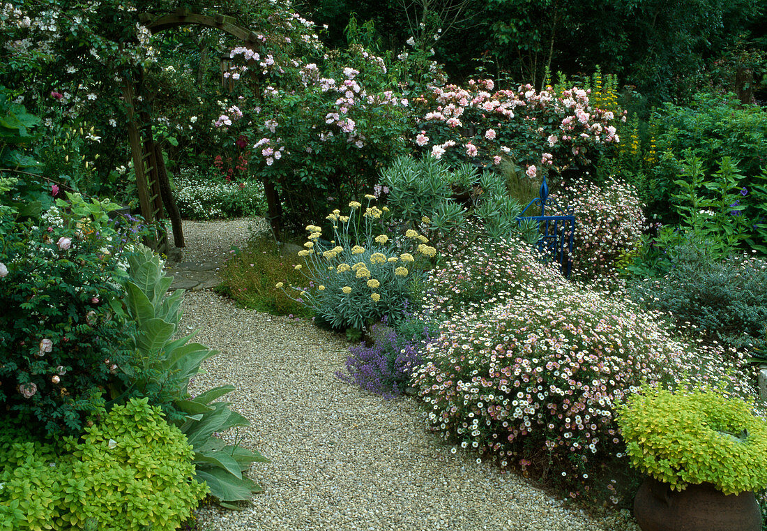 Hintergrund, Rosenbogen - Rosa 'Albertine' (Kletterrose), einmalblühend mit gutem Duft, Strauchrose 'Blush Noisette', Erigeron karvinskianus (Spanisches Gänseblümchen), Nepeta (Katzenminze), Gold-Oregano (Origanum aureum), Kiesweg