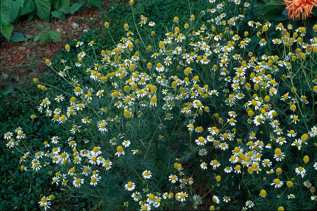 Chamomile (Matricaria chamomilla)